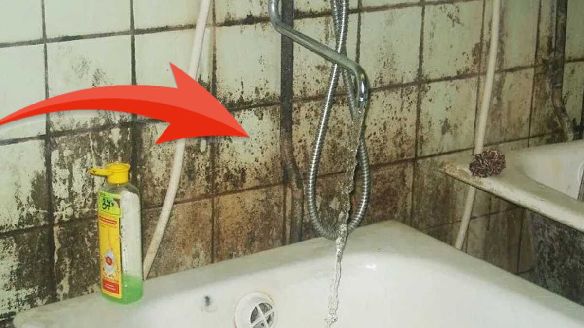 Как убрать плесень в ванной: 11 способов, полезные советы