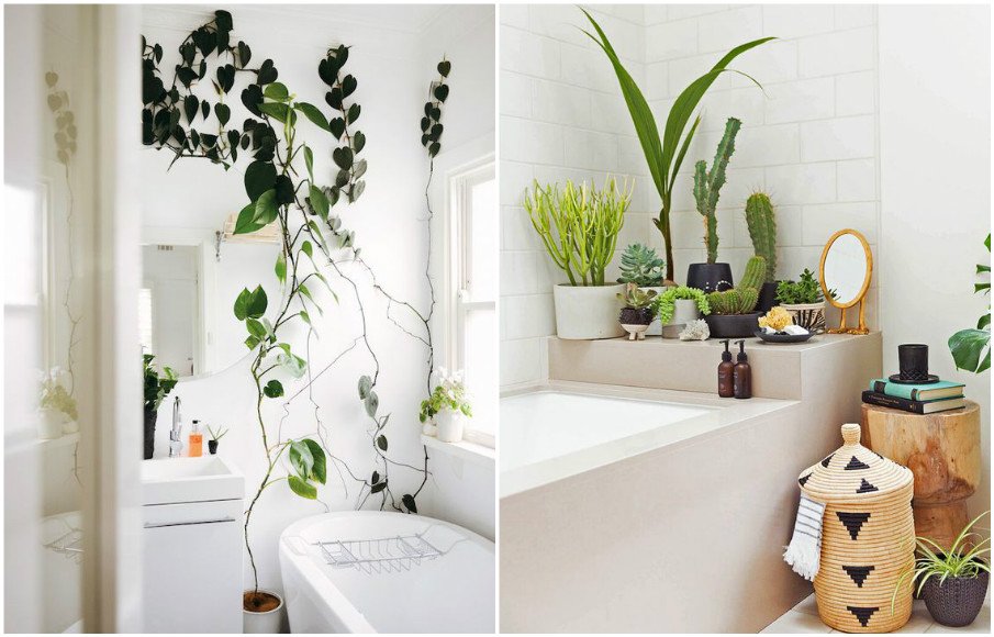 Какие цветы можно держать в ванной комнате без окна: живые цветы, бамбук, орхидея