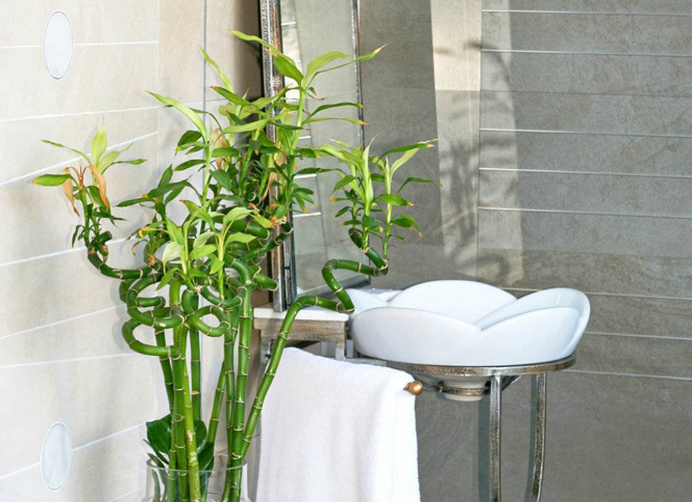 Неприхотливые домашние растения, которые растут в ванной комнате без света | агентство деловой информации