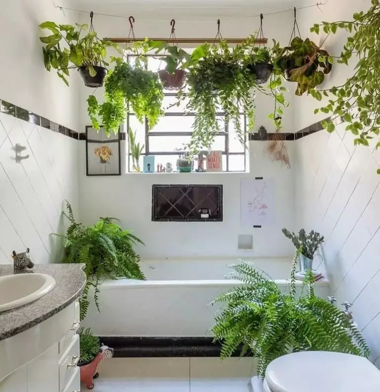 Этим 10 интерьерным растениям будет комфортно даже в ванной комнате без окна - дачный участок - 19 февраля - 43318795655 - медиаплатформа миртесен