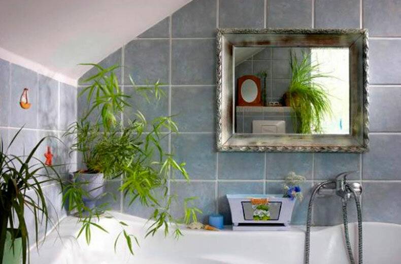 10 неприхотливых растений для ванной комнаты без окна + фото