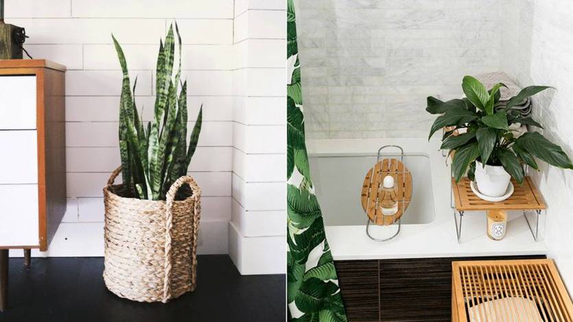 10 растений, которым будет комфортно даже в ванной комнате без света | stena.ee